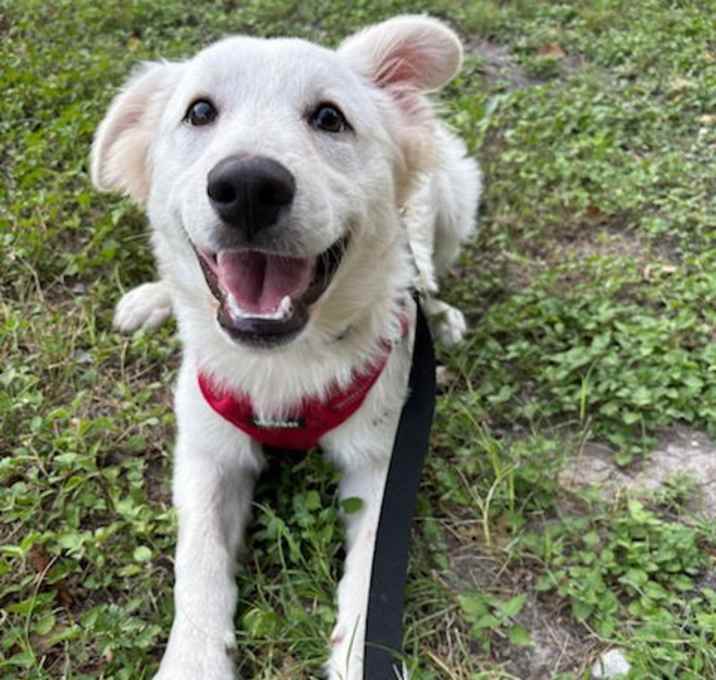 Photo of Ralphie aka Alfie