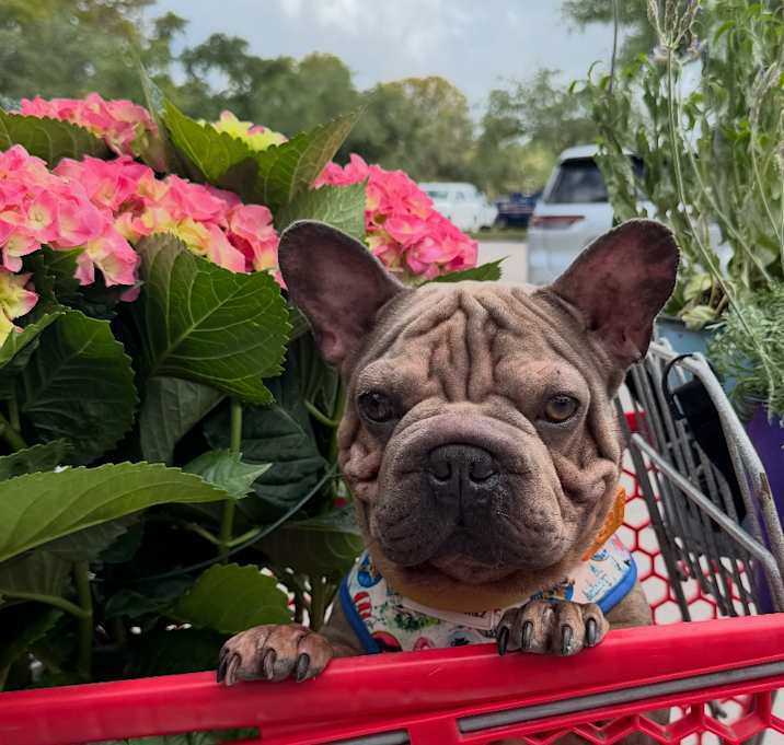 Photo of Charlie- velvet