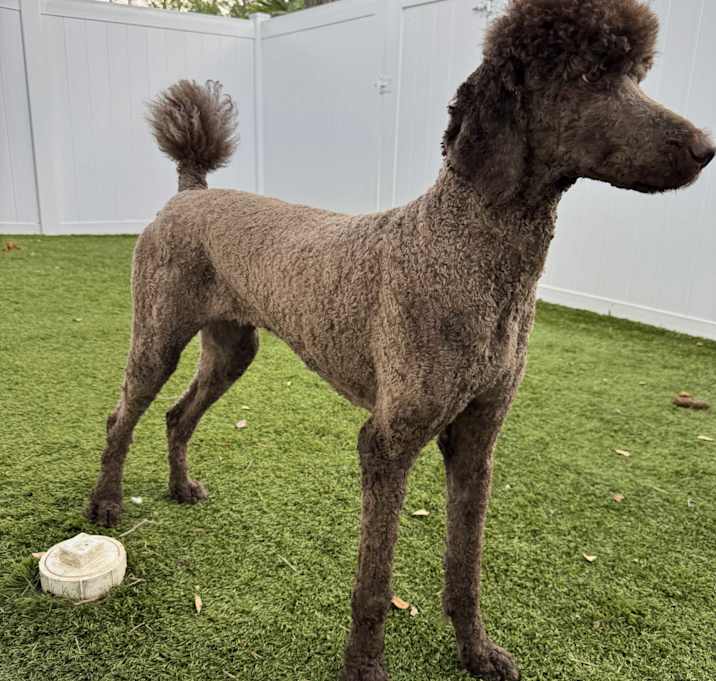 Photo of Luna