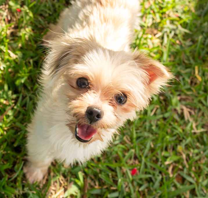 Photo of Snowflake