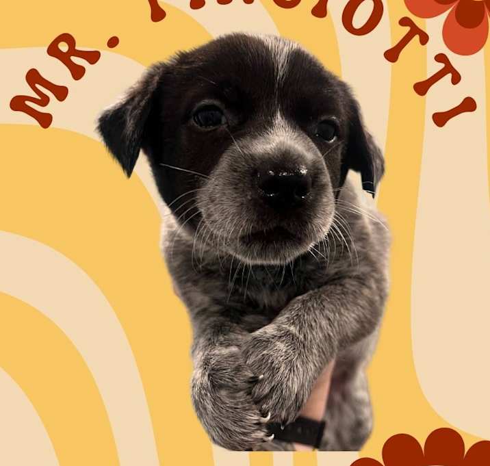 Photo of Mr. Pinciotti