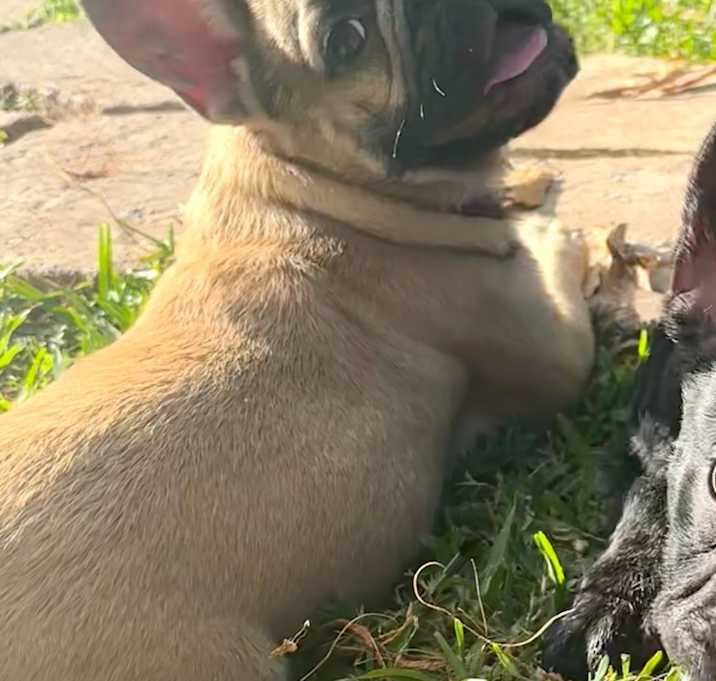 Photo of Bentley