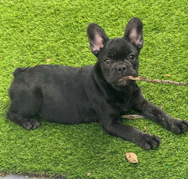 Photo of Albert