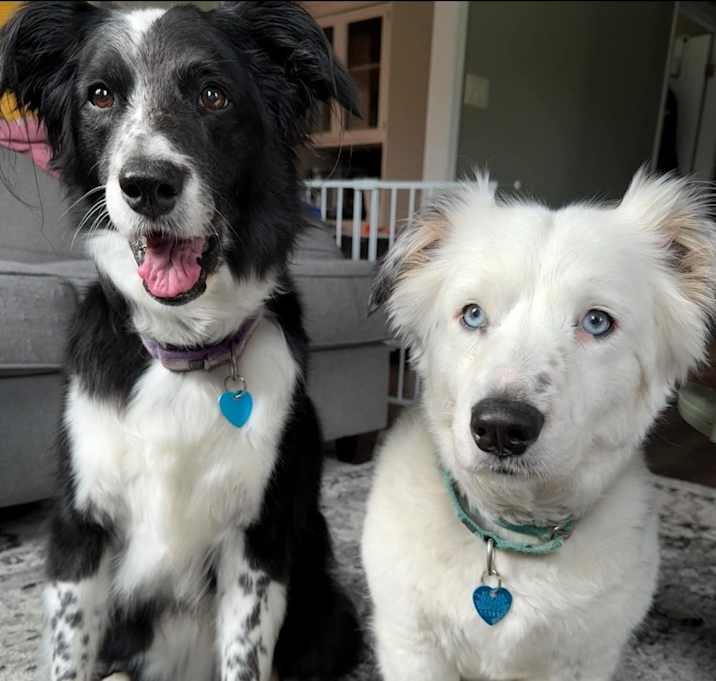 Photo of Starburst and Ariel