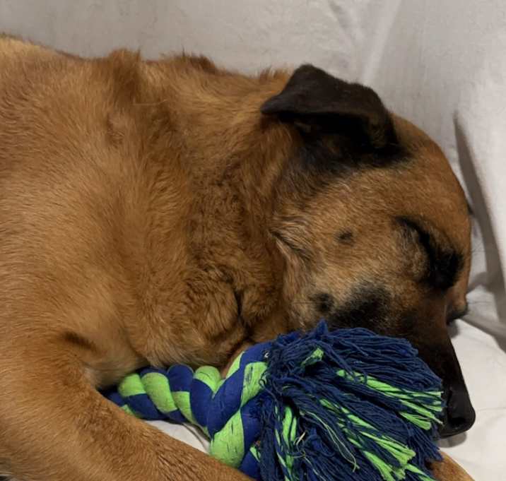 Photo of Rufus