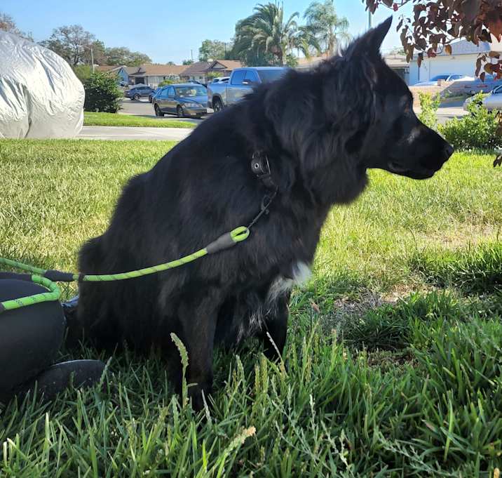 Photo of Bruno