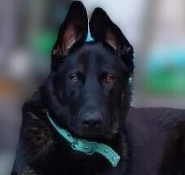 Photo of Athena