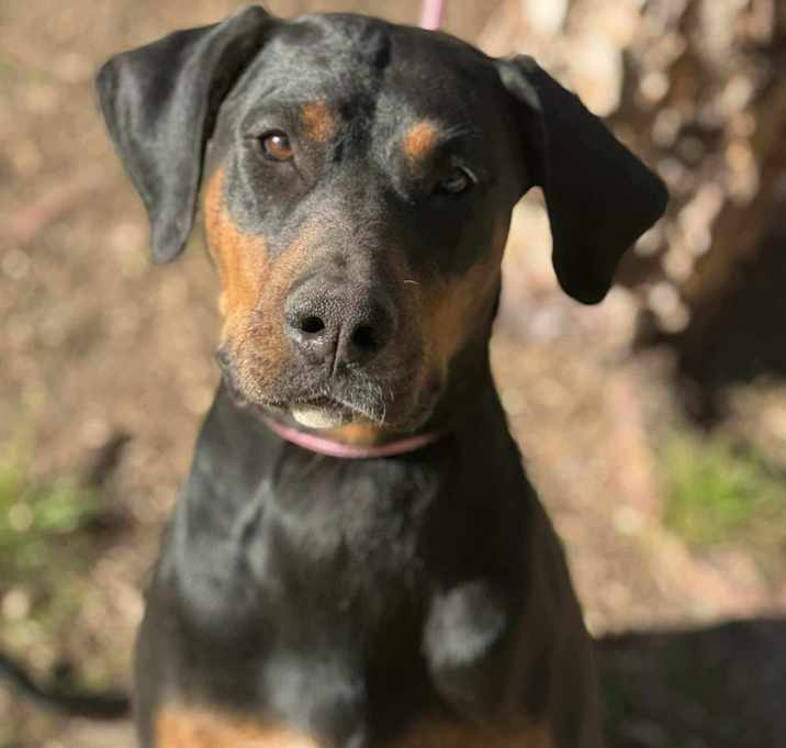 Photo of Sweet Pea
