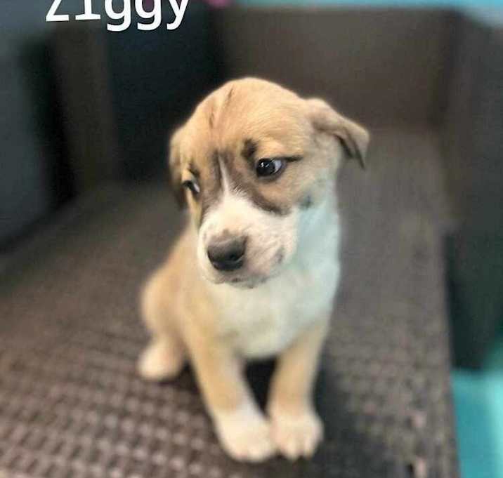 Photo of Ziggy ***RESCUE CENTER***