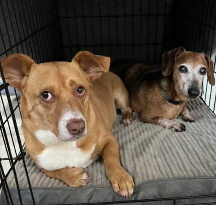 Photo of Angel and Smokey CP