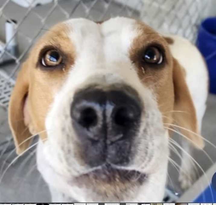 Photo of Penny (in foster)