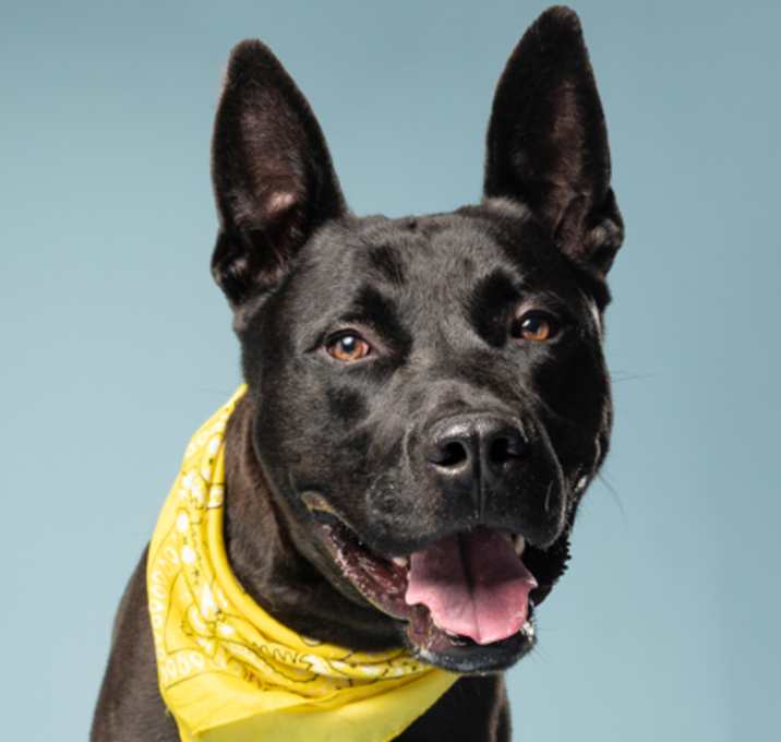 Photo of Bowser