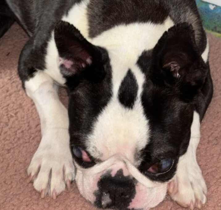 Photo of Bella