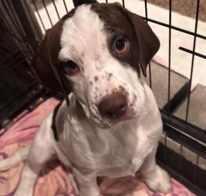 Photo of Becca(in foster)