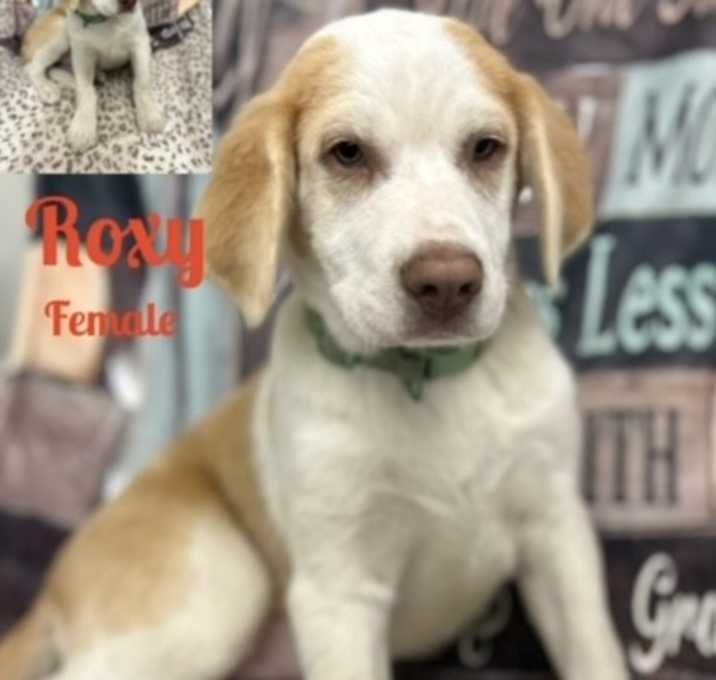 Photo of Roxy meet me 5/10