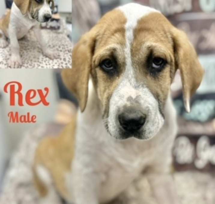 Photo of Rex Adoption Pending