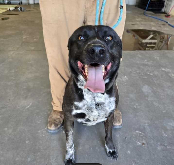 Photo of Sir Licks-a-lot
