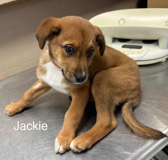 Photo of Jackie