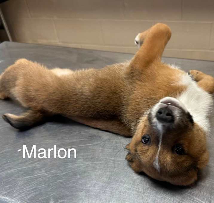 Photo of Marlon