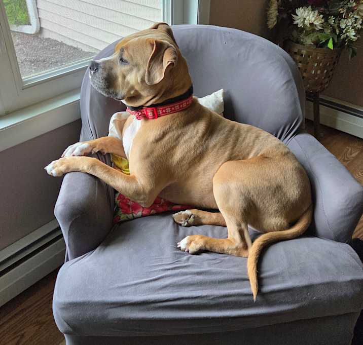 Photo of Archie 
