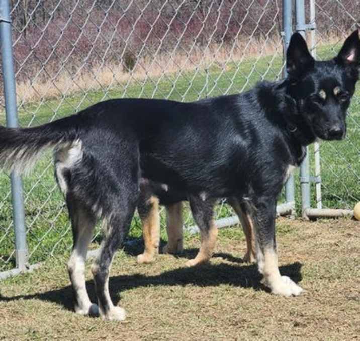 Photo of D122 Litter Luna, mom
