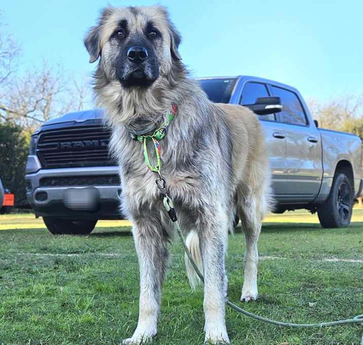 Photo of Bear