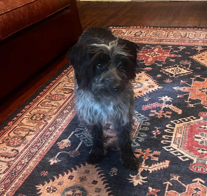 Photo of Fifi