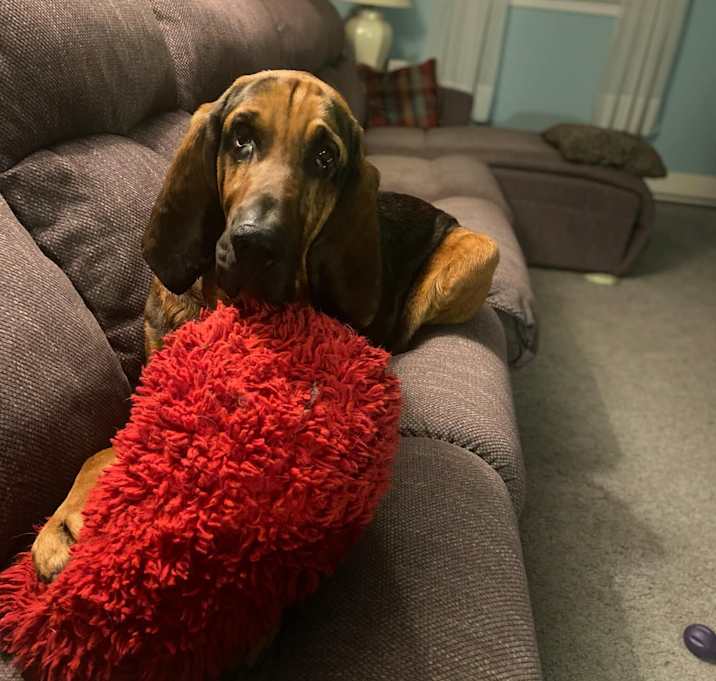 Photo of Scooby