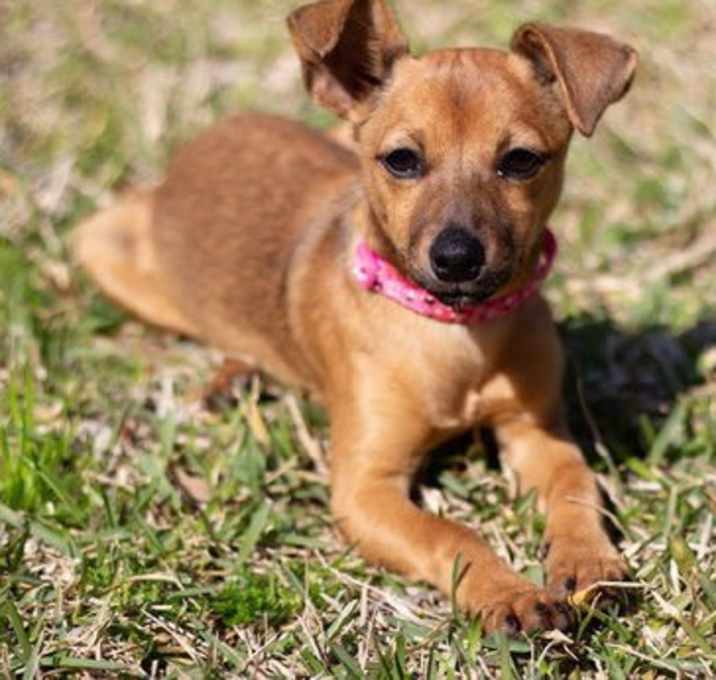 Photo of AMY-ROSE