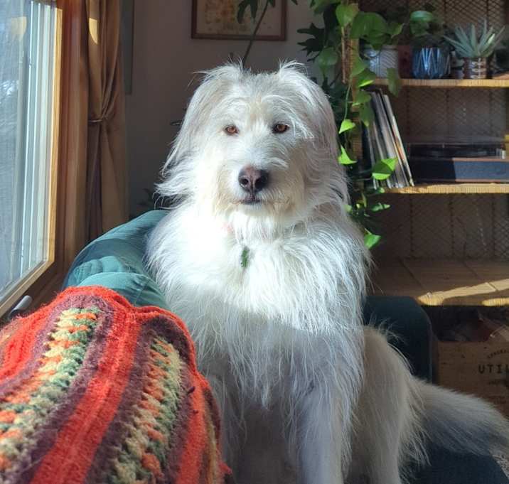 Photo of Ralphie