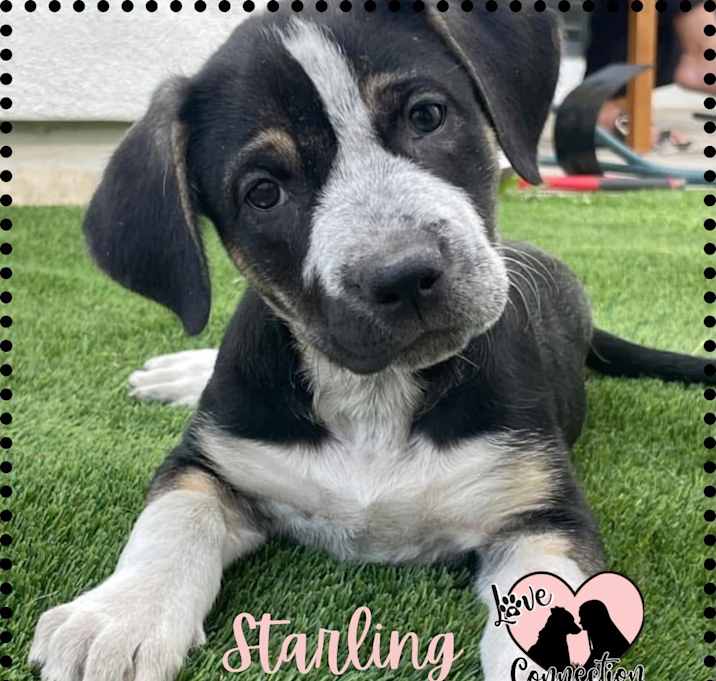 Photo of Starling