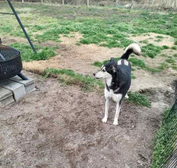 Photo of Luna