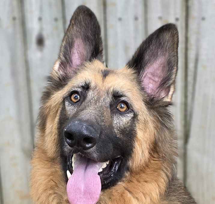 Photo of Bullet