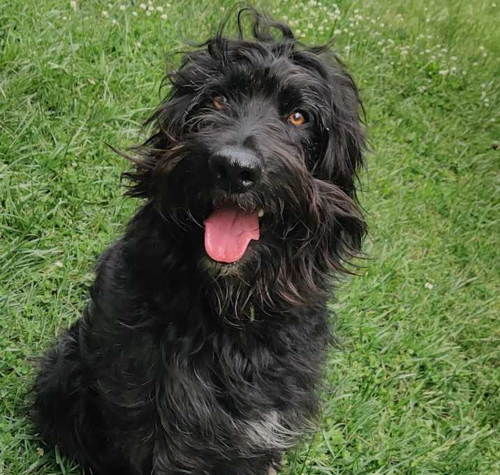 Photo of Otto