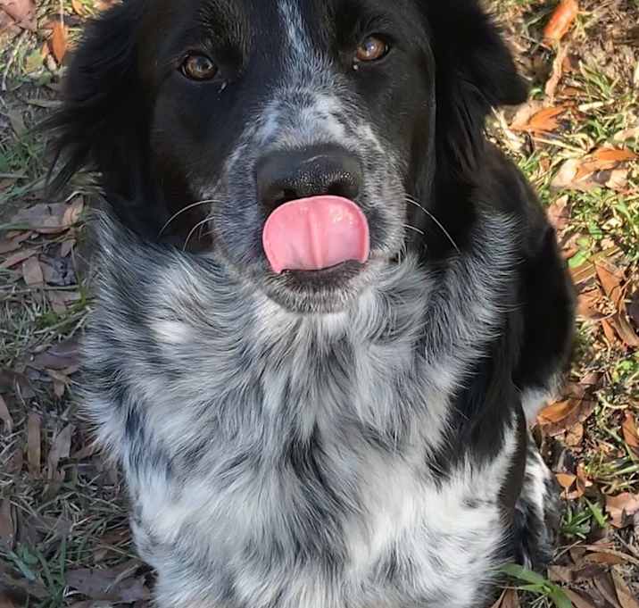 Photo of The Moo Bear