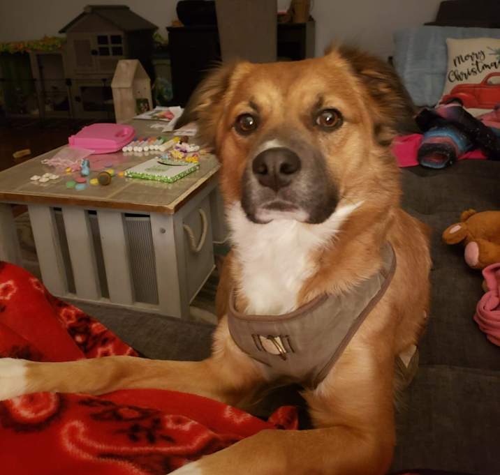 Photo of Bailey
