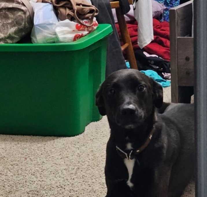 Photo of Moose