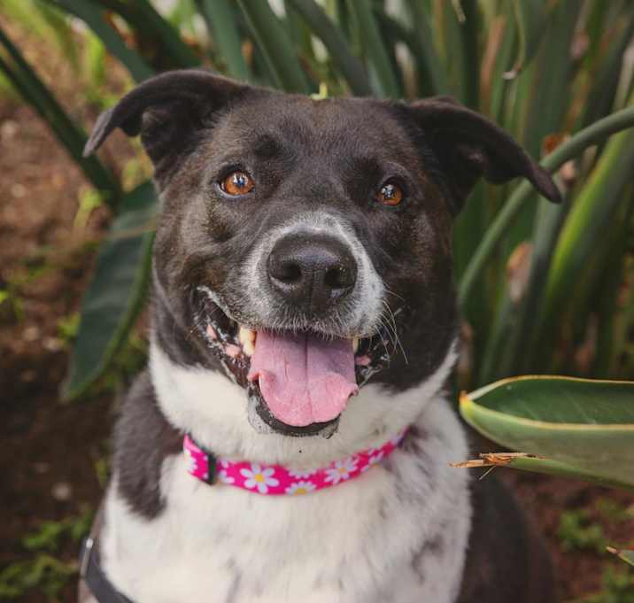 Photo of Polly