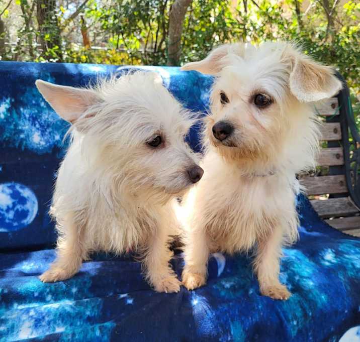 Photo of Sunny & Daisy