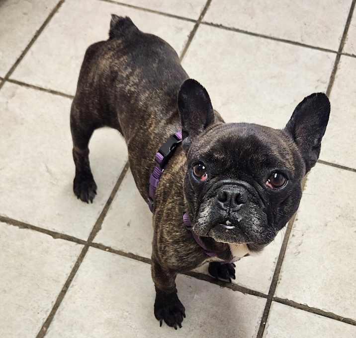 Photo of GIDGET