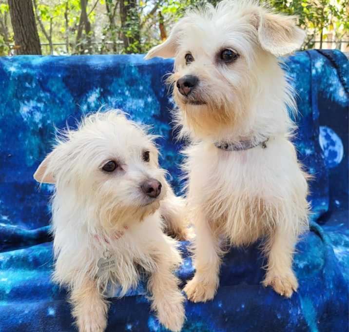 Photo of Daisy & Sunny