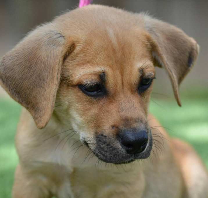 Photo of Ares