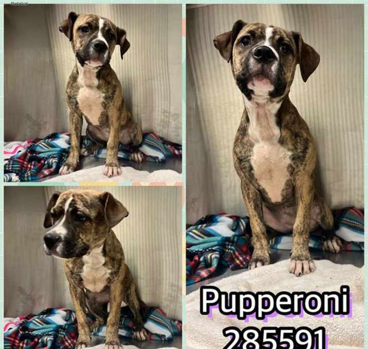 Photo of PUPPERONI