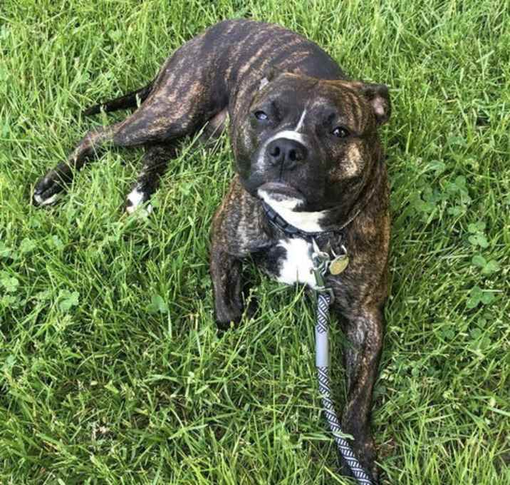 Photo of Izzy - Courtesy Post