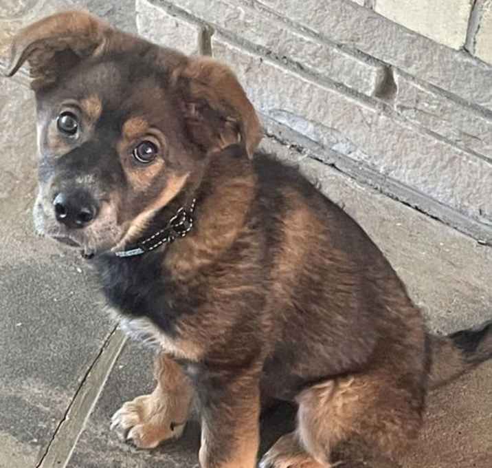 Photo of Teddy - Courtesy Post