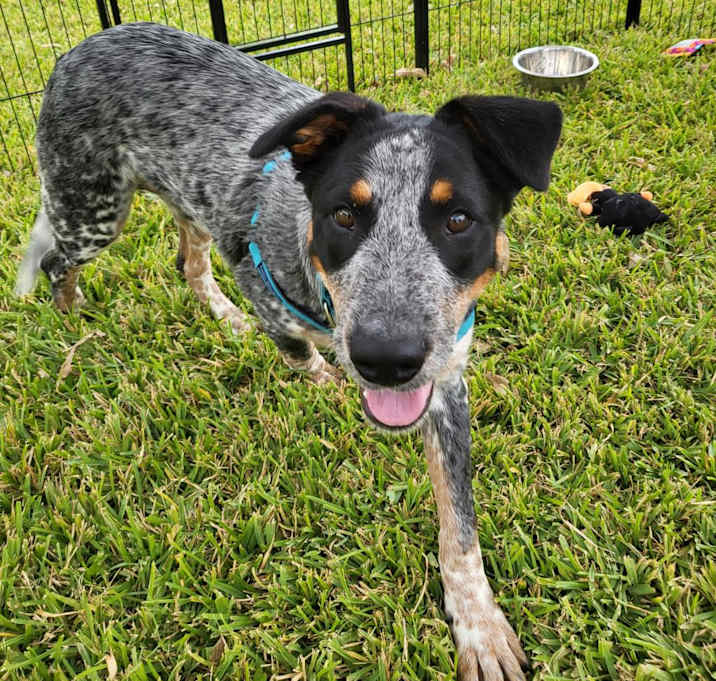 Photo of BANDIT