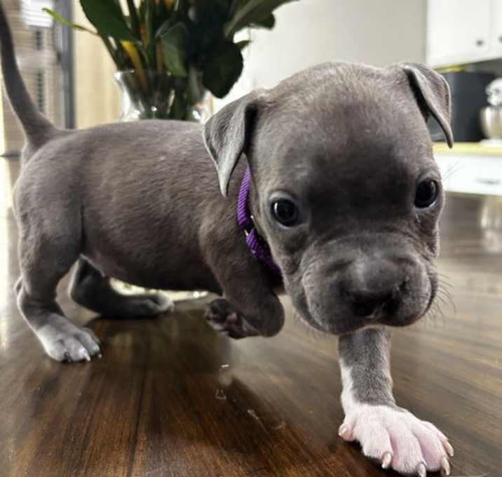Photo of Lily