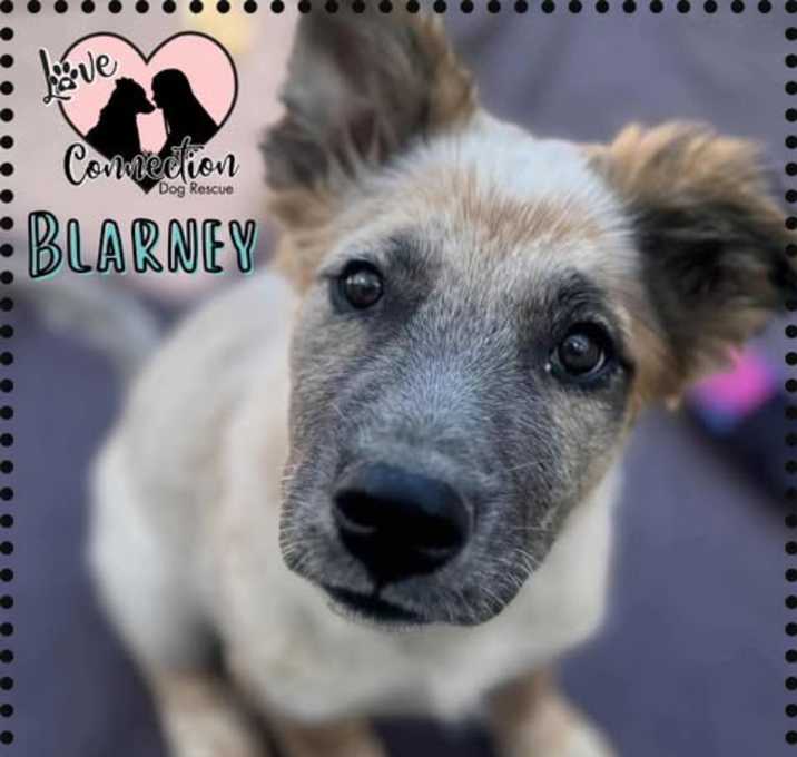 Photo of Blarney