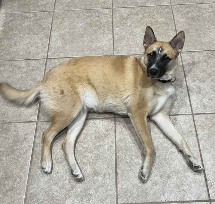 Photo of Stella