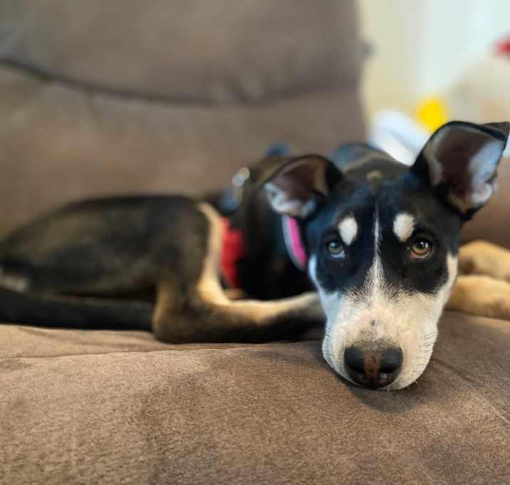 Photo of Leia